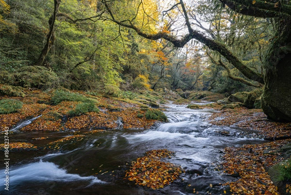 Obraz 熊本-【菊池渓谷の紅葉】