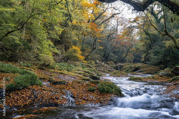 Obraz 熊本-【菊池渓谷の紅葉】