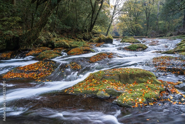 Obraz 熊本-【菊池渓谷の紅葉】