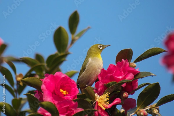 Obraz 綺麗に咲いた山茶花の花とメジロ　青空背景