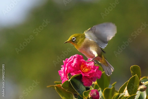Obraz サザンカの花の蜜を吸いに羽ばたきながら降りてきたメジロ