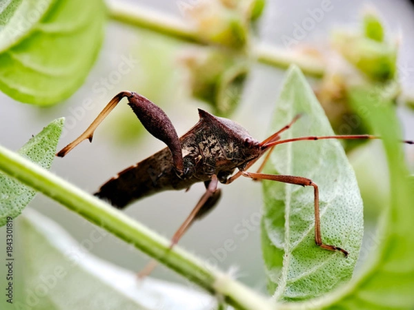 Fototapeta macro of a dark brown Stink Bug Nymph with prominent shoulder spines and long legs, perched on a thin, green, textured plant stem, surrounded by soft, bright green leaves and a very light,