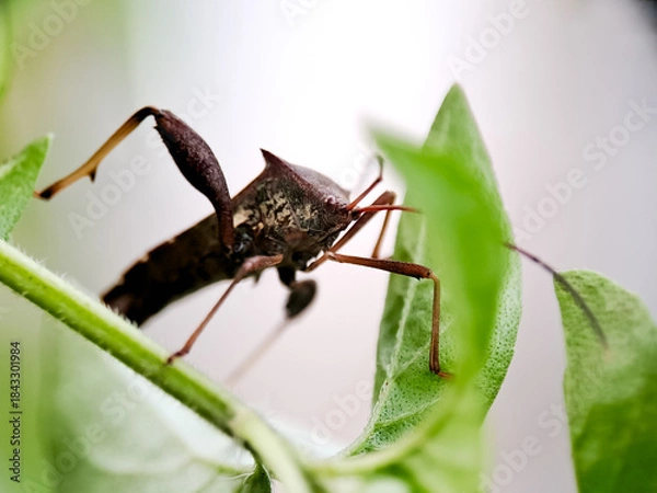 Fototapeta macro of a dark brown Stink Bug Nymph with prominent shoulder spines and long legs, perched on a thin, green, textured plant stem, surrounded by soft, bright green leaves and a very light.