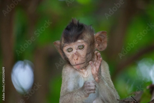 Obraz 可愛いサル