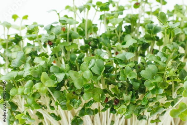 Obraz 豆苗　　白バック