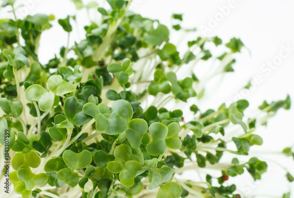 Obraz 豆苗　　白バック