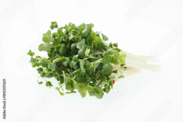 Obraz 豆苗　　白バック