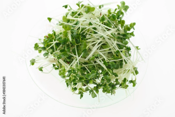 Obraz 豆苗　　白バック