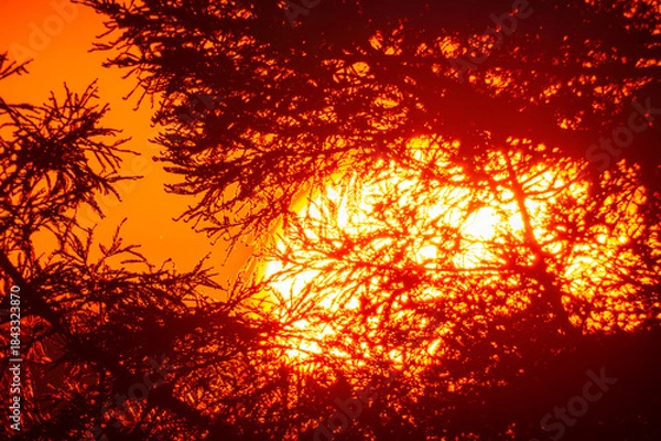 Fototapeta 梢の夕日20230103