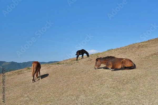 Obraz 宮崎県串間市の都井岬の野生馬