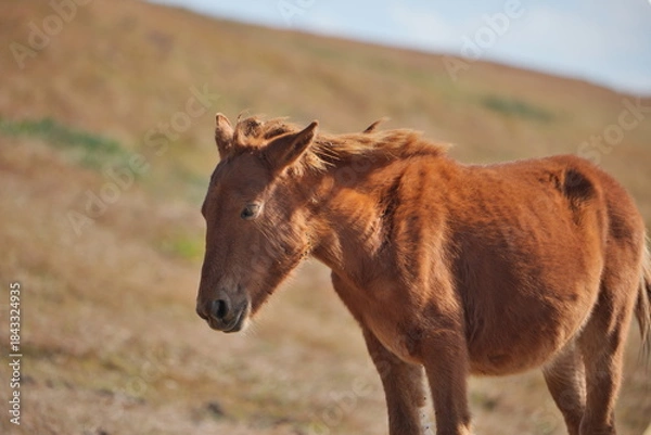Obraz 宮崎県串間市の都井岬の野生馬