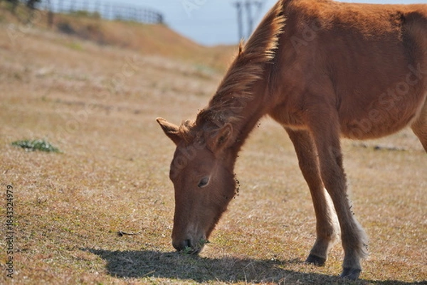 Obraz 宮崎県串間市の都井岬の野生馬