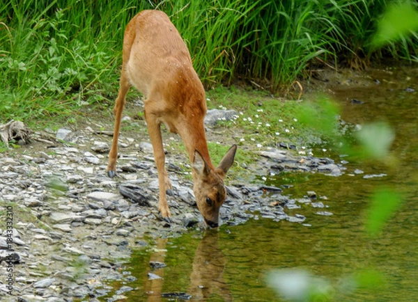 Obraz deer in the forest drinking from stream