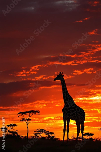 Obraz giraffe at sunset