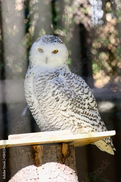 Obraz シロフクロウ