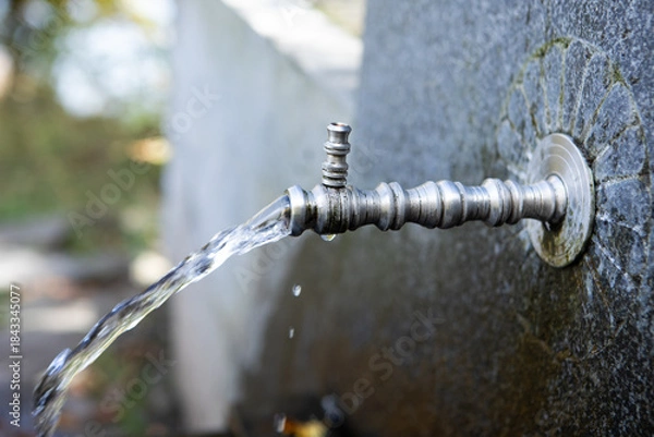 Obraz faucet in the forest