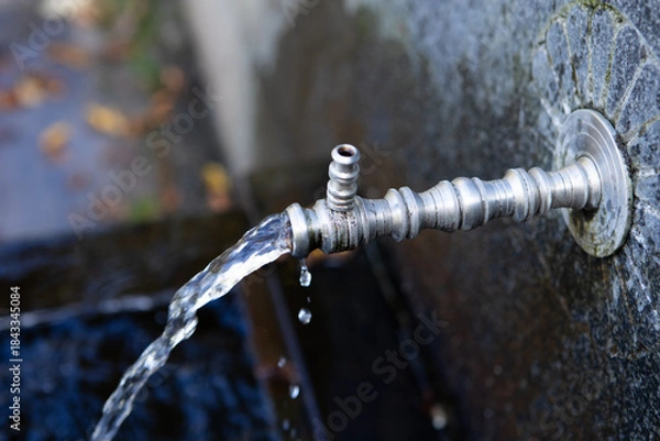 Obraz faucet in the forest