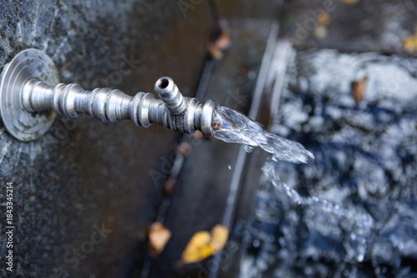 Obraz faucet in the forest