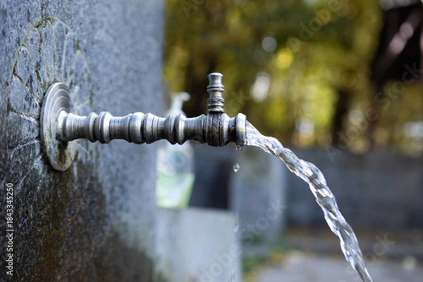 Obraz faucet in the forest