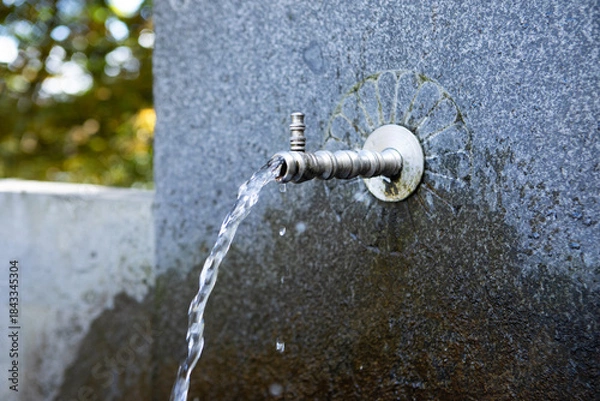 Obraz faucet in the forest