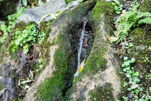 Obraz source in green forest