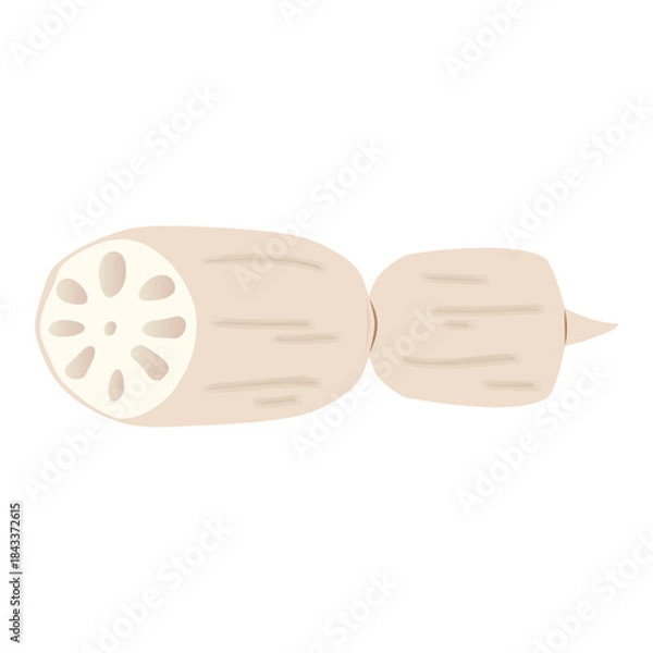 Obraz 蓮根のイラスト　炭水化物の多い野菜