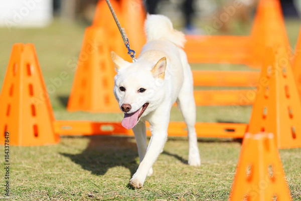 Obraz アジリティ体験でハードルを飛び越える白い犬