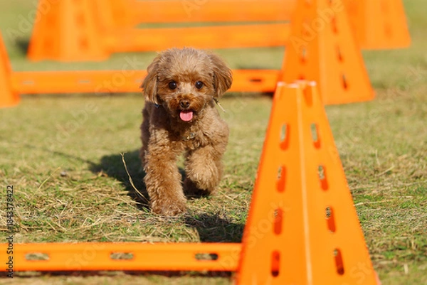 Obraz アジリティ体験で、ハードルを飛び越えるトイ・プードル