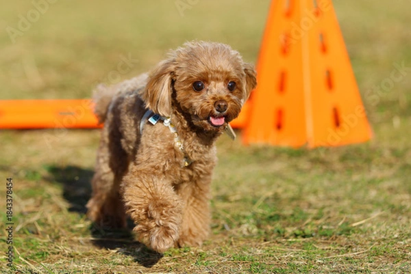 Obraz アジリティ体験でハードルを飛び越えるトイ・プードル