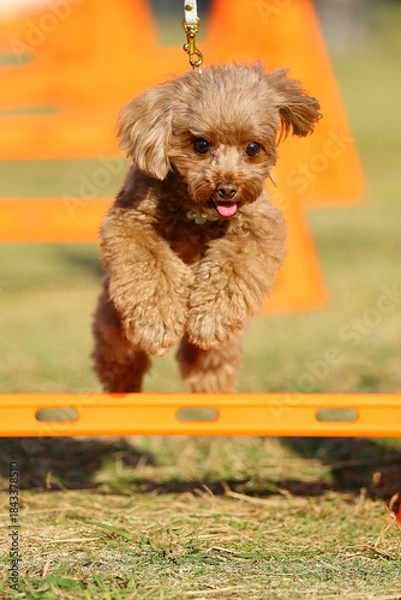 Obraz アジリティ体験でハードルを飛び越えるトイ・プードル