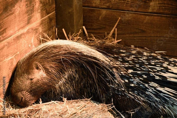 Obraz ヤマアラシ