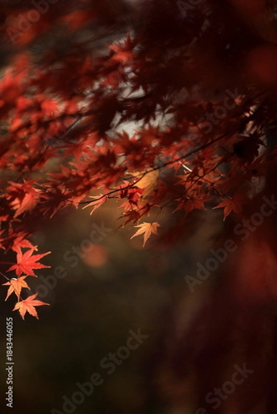 Obraz 日本の秋、紅葉