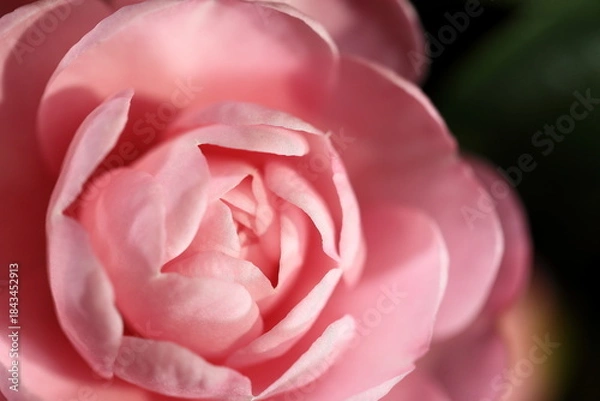 Obraz 初冬に咲きだしたサザンカ