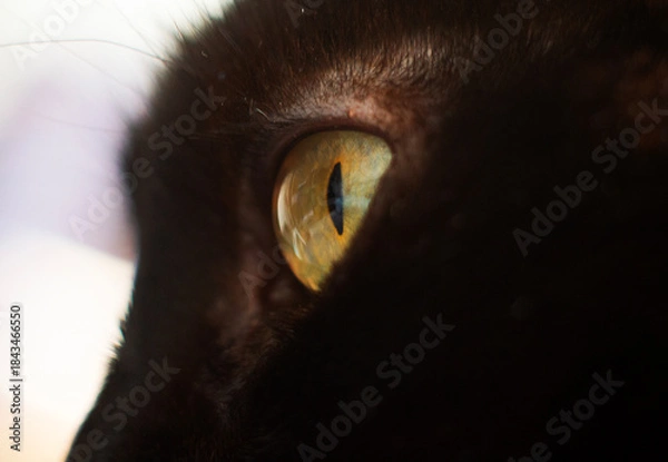 Obraz Mystic Gaze of a Black Cat