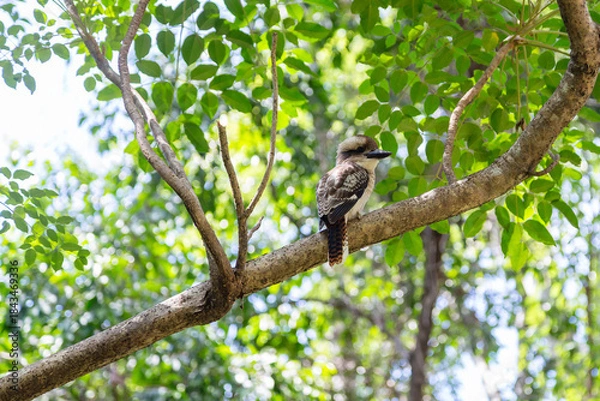 Fototapeta bird in tree