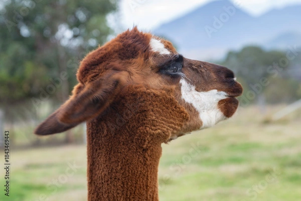 Fototapeta close up of an alpaca