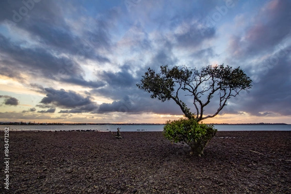 Fototapeta tree on the beach