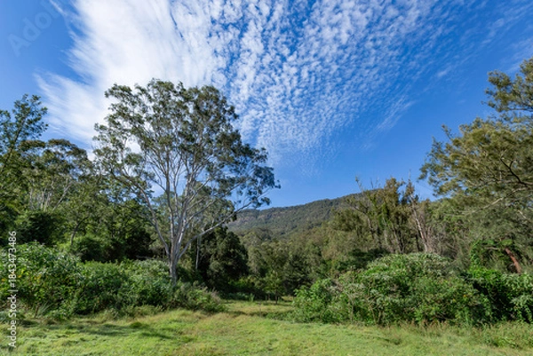 Fototapeta trees in the forest