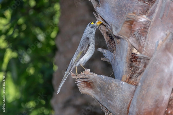 Fototapeta bird on tree