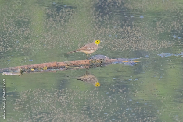 Obraz Citrine wagtatail