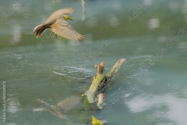 Obraz Citrine wagtatail