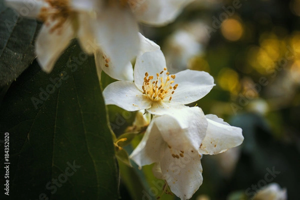 Obraz Blüte Jasmin, weiß