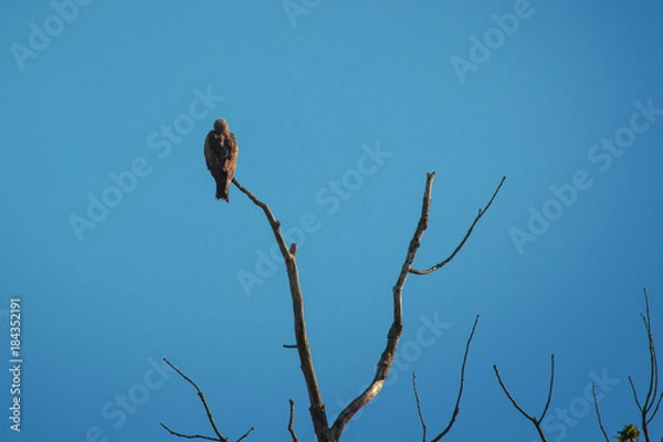 Obraz Milan, Raubvogel auf Ast