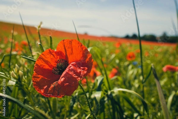 Obraz Mohn, Mohnblume im Kornfeld, rot