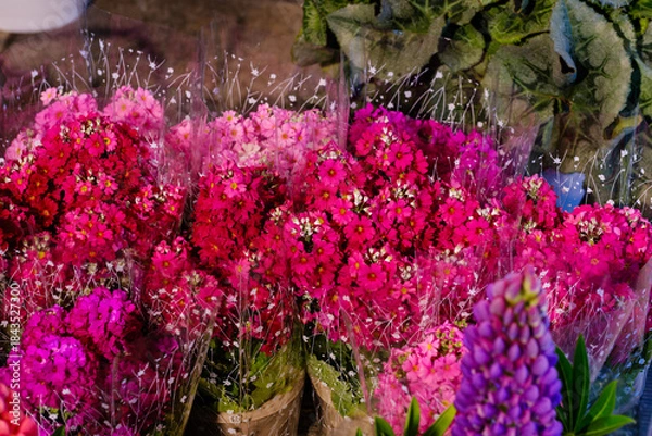 Obraz ドライブ途中の道の駅で見つけた立春の頃の色鮮やかな光景