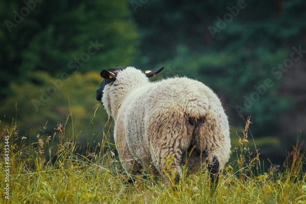 Obraz Schaf schwarz von hinten