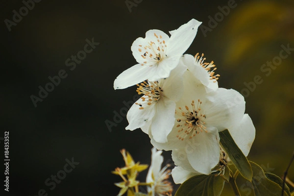 Obraz weiße Blüten Jasmin, Detail