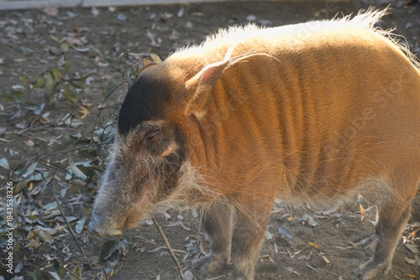 Obraz アカカワイノシシ