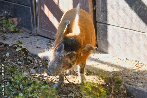 Obraz アカカワイノシシ