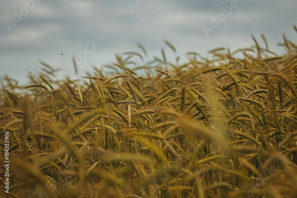 Obraz Kornfeld mit Fliege im Wind